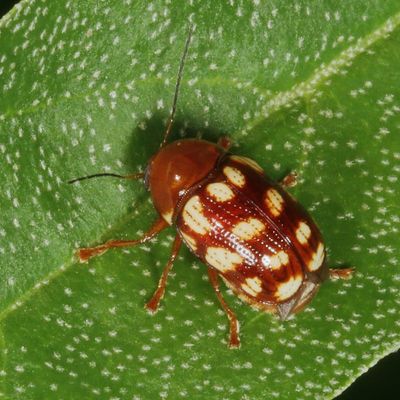 Cryptocephalus guttulatus * Fourteen-spotted Leaf Beetle
