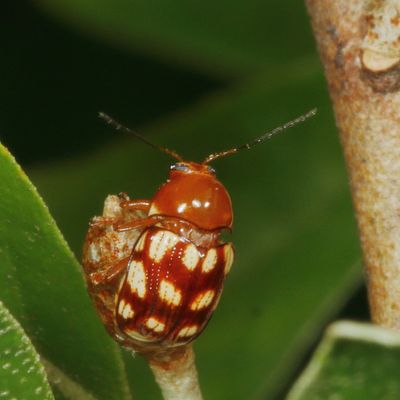 Cryptocephalus guttulatus * Fourteen-spotted Leaf Beetle
