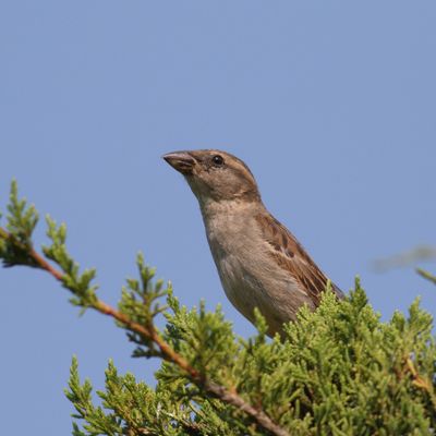 House Sparrow ♀