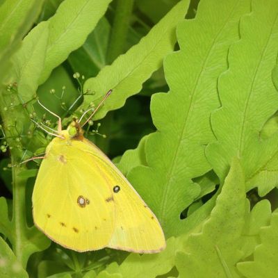 Clouded Sulphur