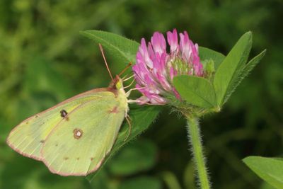 Clouded Sulphur