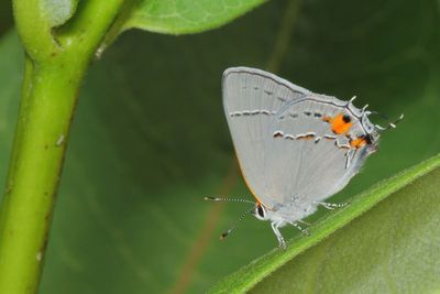 Gray Hairstreak
