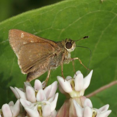 Little Glassywing