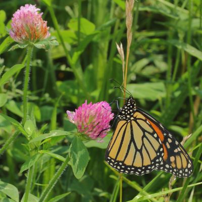 Monarch