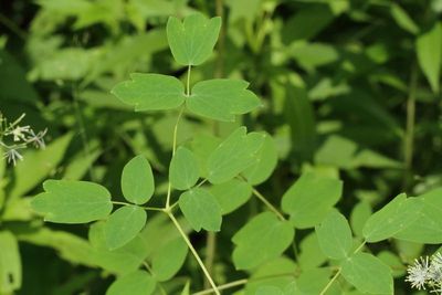 Thalictrum pubescens * Tall Meadow-Rue