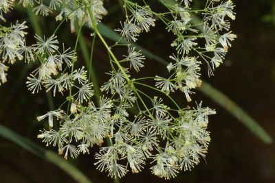 Thalictrum pubescens * Tall Meadow-Rue