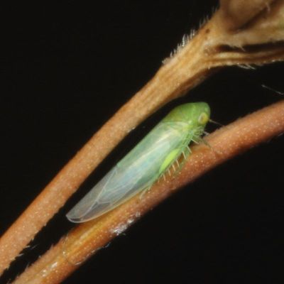 Genus Balclutha
