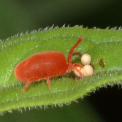 Sumo Mites Genus Allothrombium