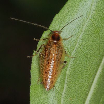  Ectobius lapponicus ♂ * Dusky Cockroach