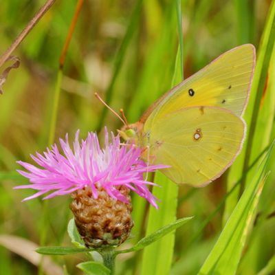 Orange Sulphur