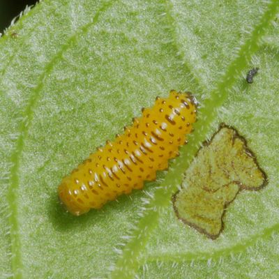Black-margined Loosestrife Beetle * Galerucella calmariensis