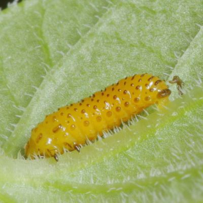 Black-margined Loosestrife Beetle * Galerucella calmariensis