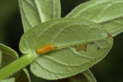 Black-margined Loosestrife Beetle * Galerucella calmariensis