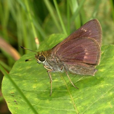 Dun Skipper