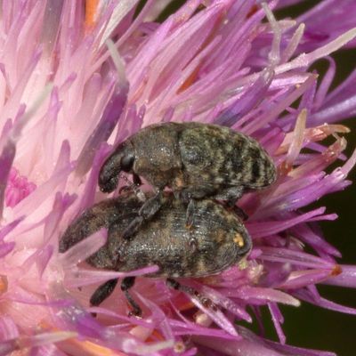 Larinus obtusus * Knapweed Flower Weevil