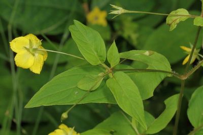 Lysimachia ciliata * Fringed Yellow-loosestrife