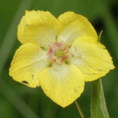 Lysimachia ciliata  * Fringed Yellow-loosestrife