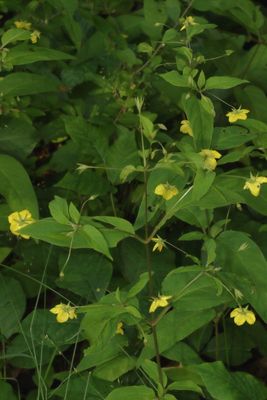 Lysimachia ciliata * Fringed Yellow-loosestrife