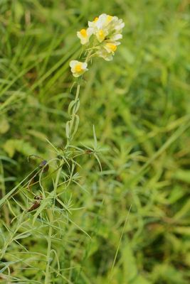 Common Toadflax