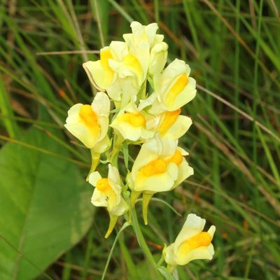 Common Toadflax