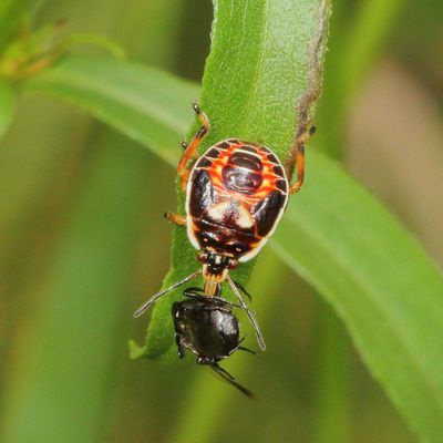 Podisus placidus nymph