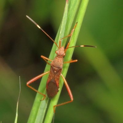 Megalotomus quinquespinosus * Lupine Bug