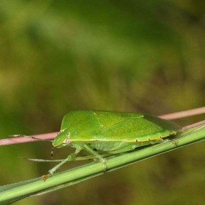 Chinavia hilaris