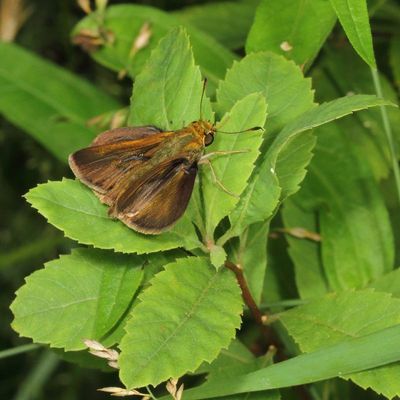 Dun Skipper ♂