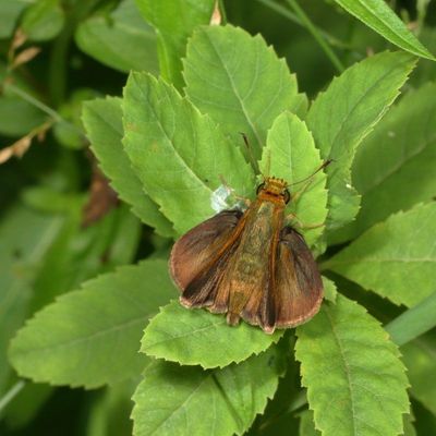 Dun Skipper ♂