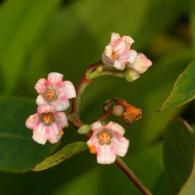 Spreading dogbane * Apocynum androsaemifolium