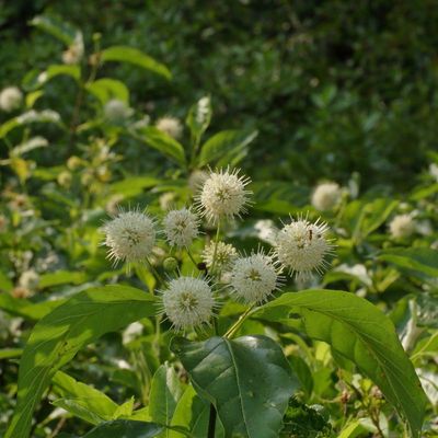 Common buttonbush * Cephalanthus occidentalis