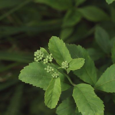 White Meadowsweet * Spiraea alba