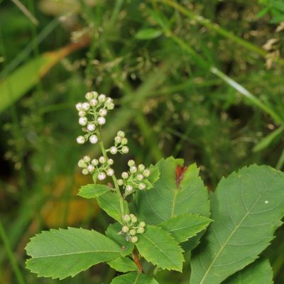 White Meadowsweet * Spiraea alba