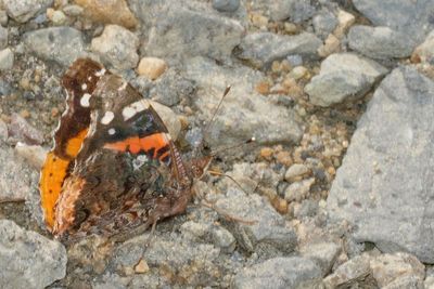 Red Admiral