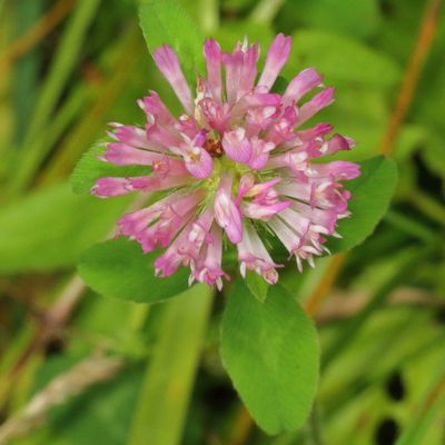  Red Clover * Trifolium pratense