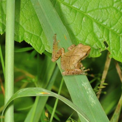 Spring Peeper