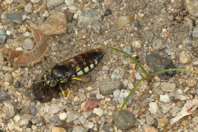 Bicyrtes quadrifasciatus * Four-banded Stink Bug Wasp