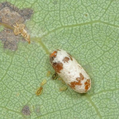 Subfamily Campopleginae - cocoon