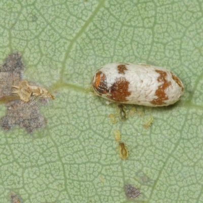 Subfamily Campopleginae - cocoon