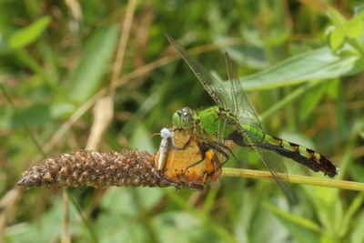 Common Pondhawk & Pearl Crescent