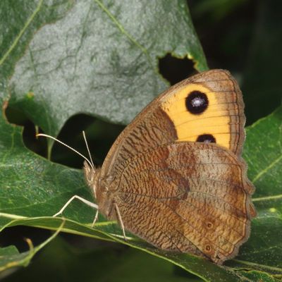 Common Wood-Nymph