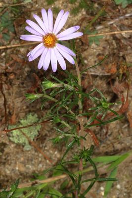 Flax-leaved Aster * onactis linariifolia
