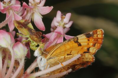 Pearl Crescent & Jagged Ambush Bug