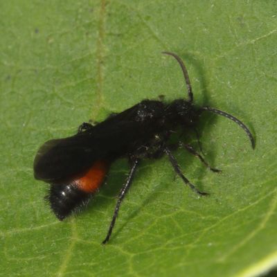 Genus Dasymutilla ♂