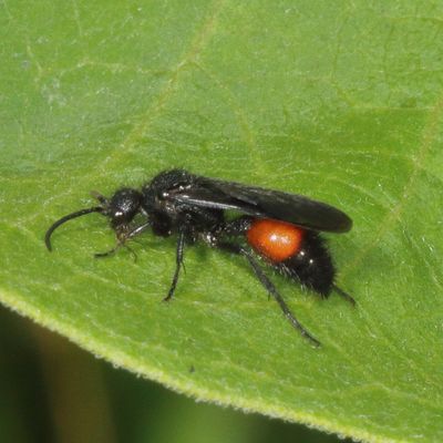 Genus Dasymutilla ♂