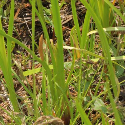 Sweetflag * Genus: Acorus 