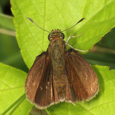 Dun Skipper ♀