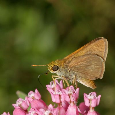 Dun Skipper