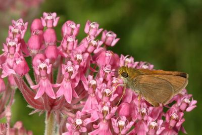 Dun Skipper