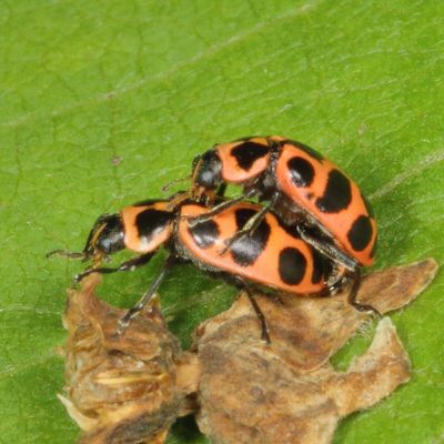 Coleomegilla maculata * Spotted Pink Lady Beetle
